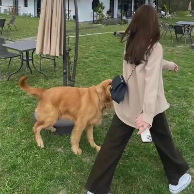 秋田犬蓬夫